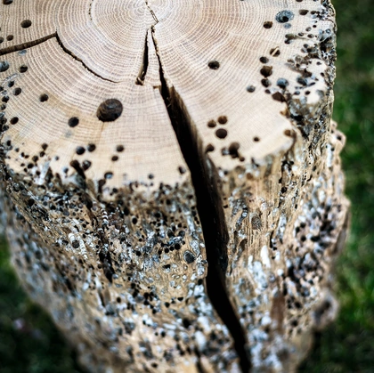 Sgabello Bricola Venezia Stool in legno massello di Briccola di Riva1920