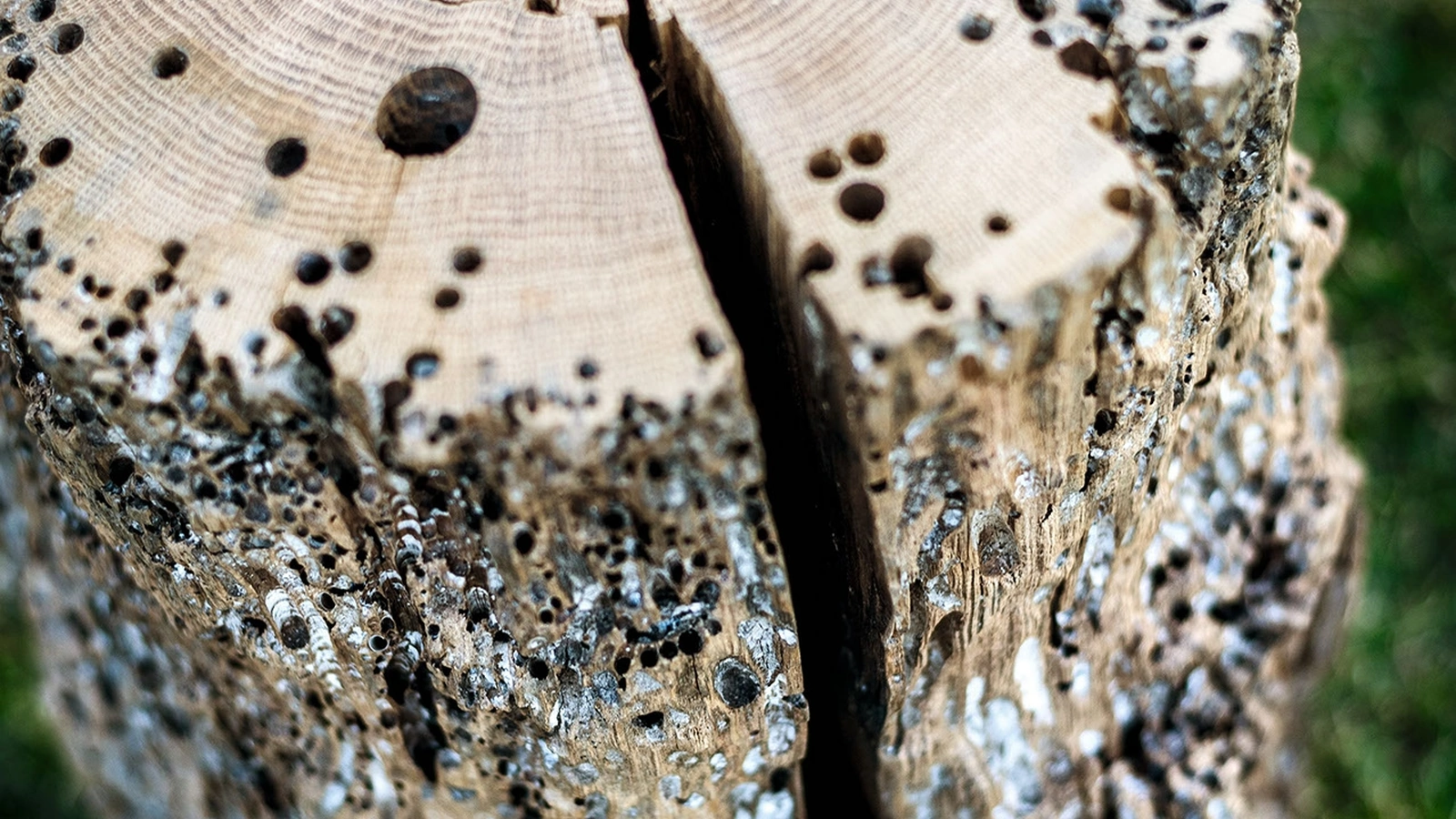 Sgabello Bricola Venezia Stool in legno massello di Briccola di Riva1920